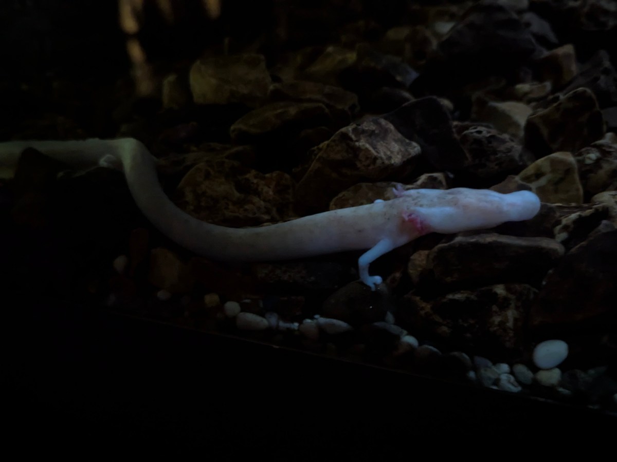 Postojna Cave y sus dragones bebé.&nbsp;Eslovenia.